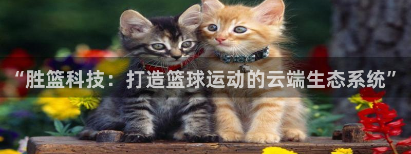 “胜篮科技：打造篮球运动的云端生态系统”